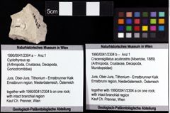 Foto (Objket + Etiketten) von Cracensigillatus acutirostris (Moericke, 1889) 